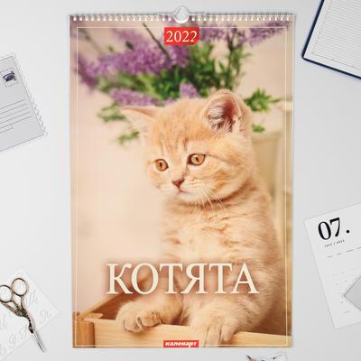 Котята Новые Серии 2022 Года Котята Новые Серии 2022 Года